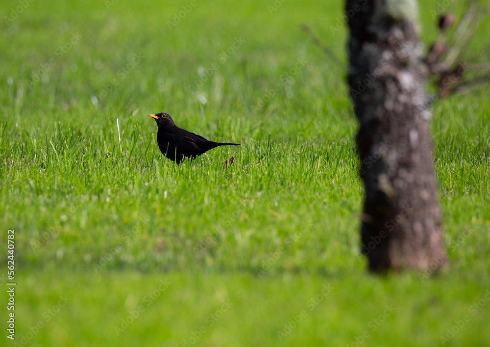 Common Blackbird, Turdus merula, on a grass field during winter, Braga, Portugal. Common Blackbird, Turdus merula, on a grass field during winter, Braga, Portugal.