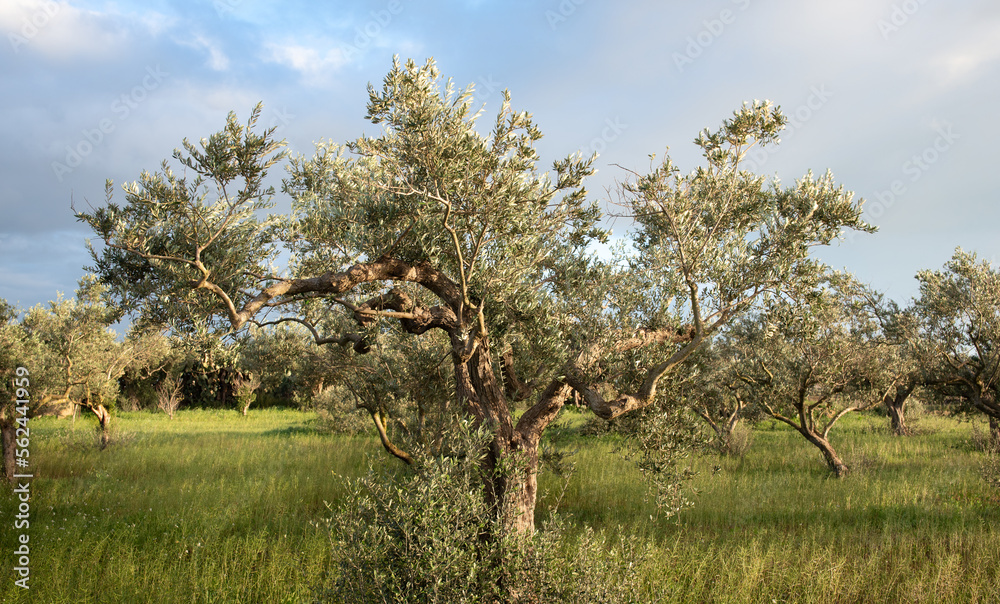 an olive tree with a broad crown stands in a meadow in front of other olive trees. The tree is not pruned, and shoots shoot up from below. The sky is cloudy.