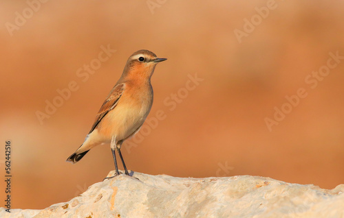 Northern Wheatear (Oenanthe oenanthe) is a common songbird in Asia, Europe, America and Africa. It lives in open and stony areas.