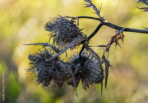 Dry thistle on the field and blurred background