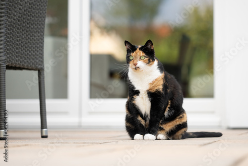 overweight calico tricolor cat sitting on patio outdoors observing