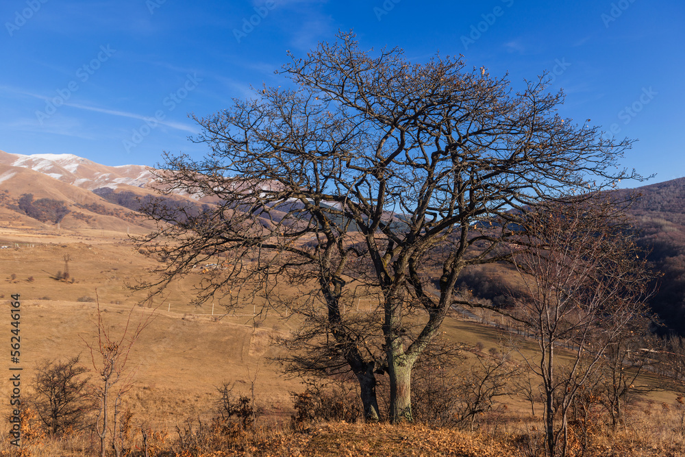 Fototapeta premium Landscape with alone oak tree, Armenia