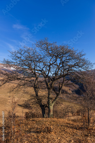 Landscape with alone oak tree, Armenia