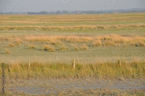 Salt marshes of the bay of  Mont Saint Michel