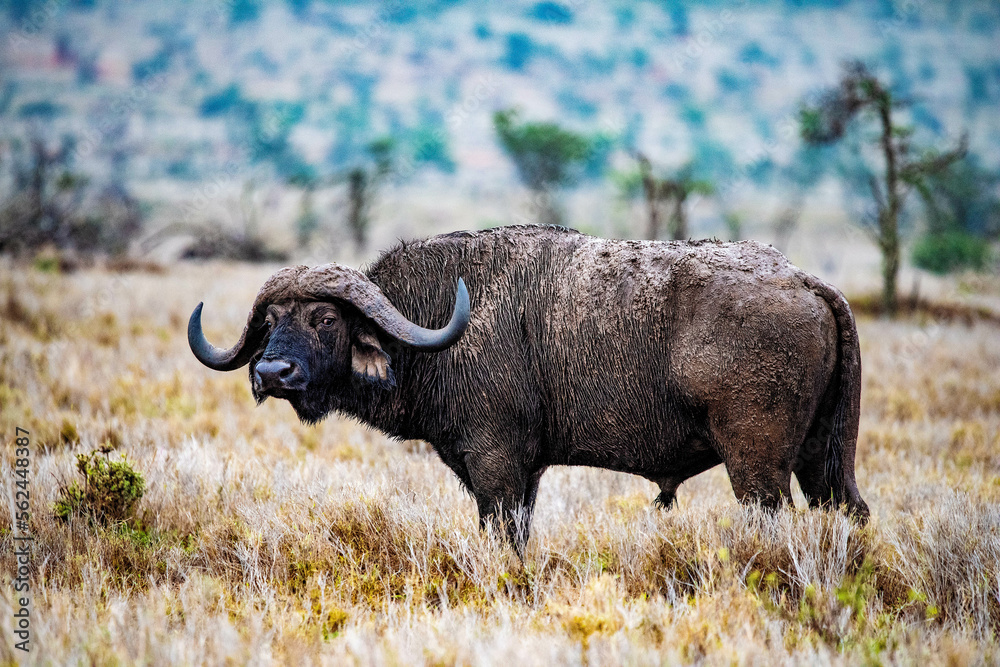 Cape Buffalo Kenya East Africa