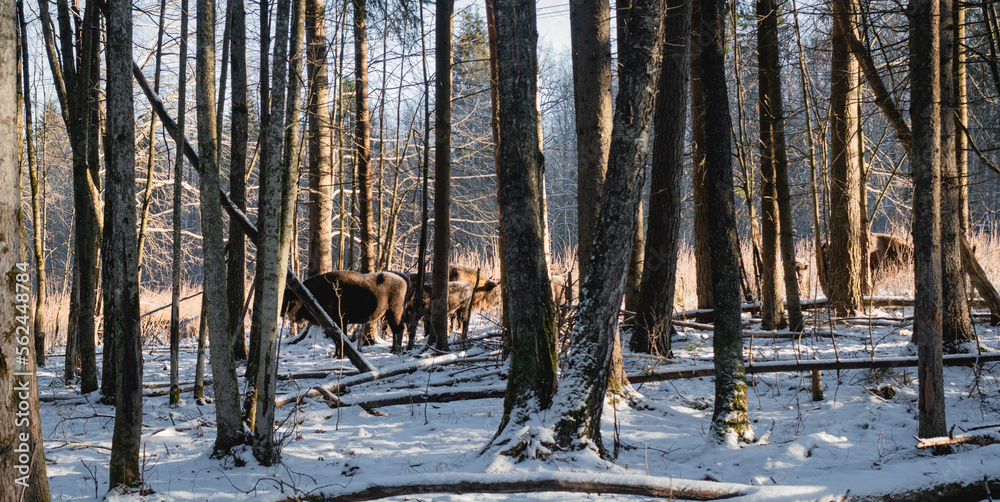 Obraz premium forest in winter
