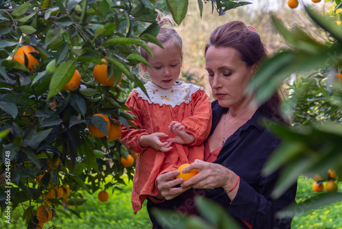 Beautiful Girl in the Orange Garden and ripe oranges on the branches of trees