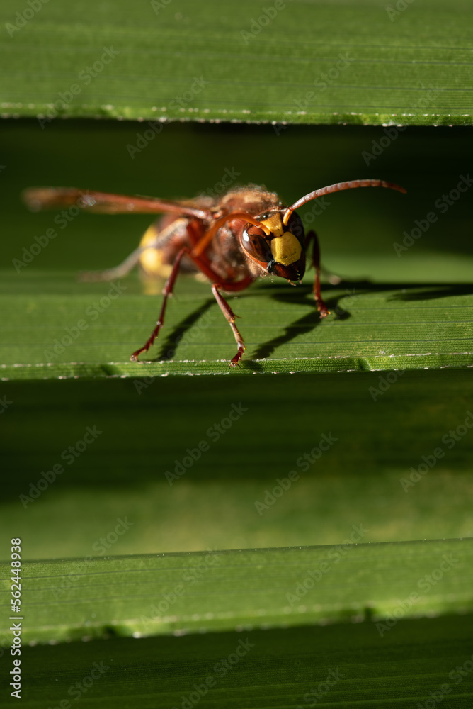 Naklejka premium a hornet sits on the folded leaf of a palm tree outdoors. She seeks shelter in the depths of the leaf and looks ahead.