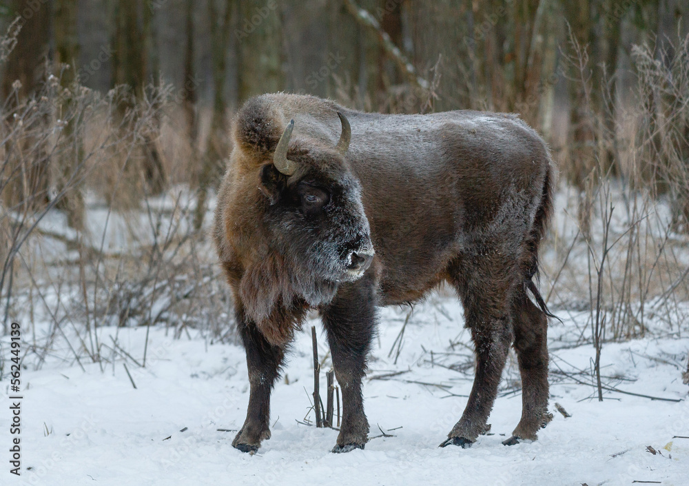 european bison in snow european bison in snow