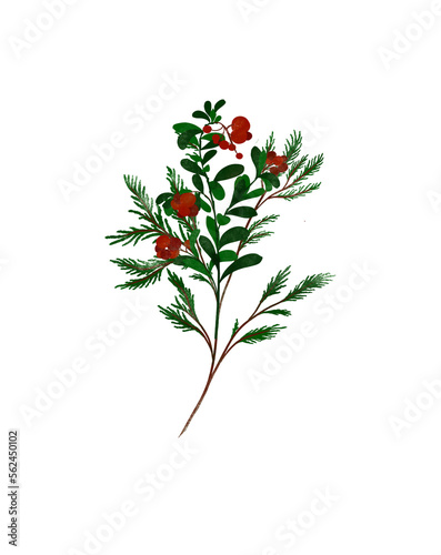 Floral plants illustration red berries bouquet fir tree branches 