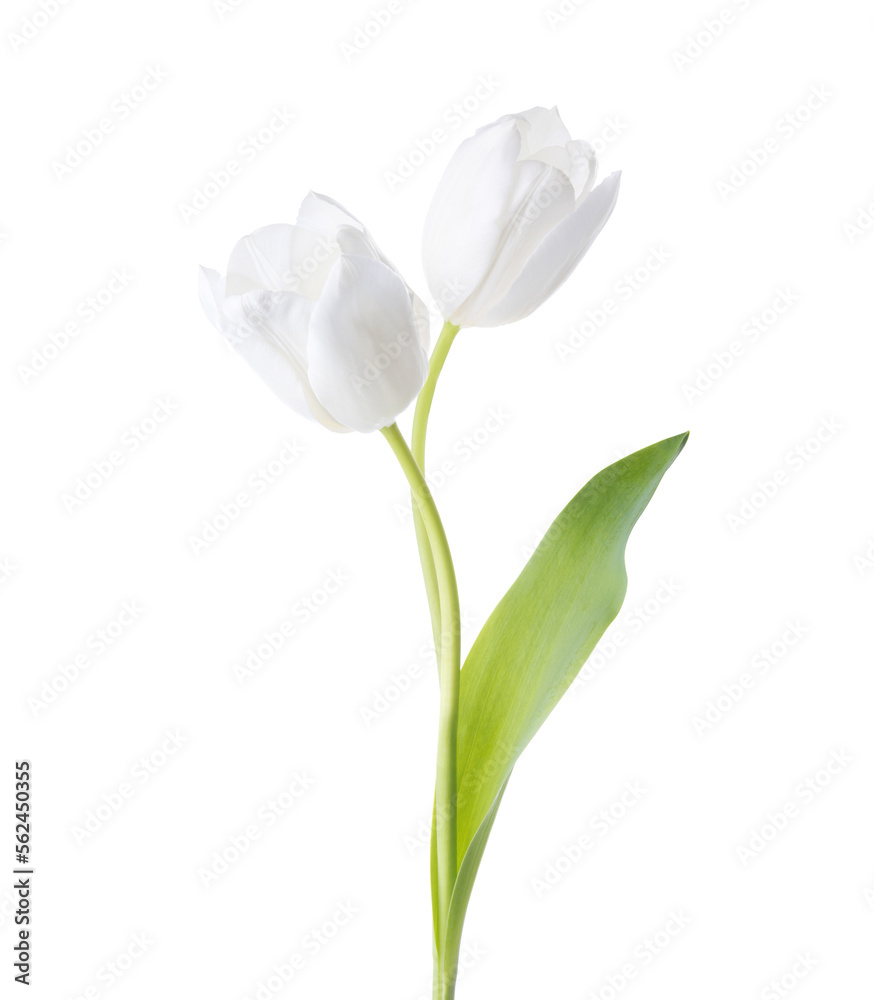 Two white Tulips isolated on white background. Two white Tulips isolated on white background.