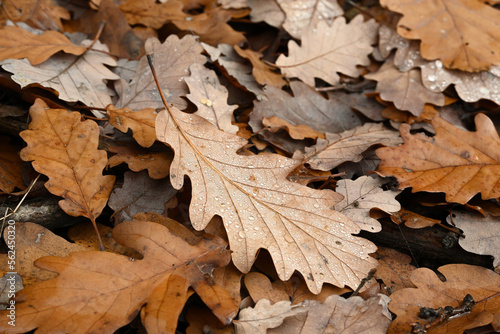 Morning dew on an oak leaves lying on the ground 