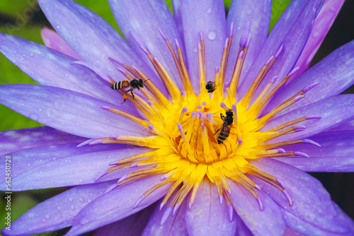 Selective focus on the purple lotus flower were sucked sweet liquid nectar pollen by group of bees