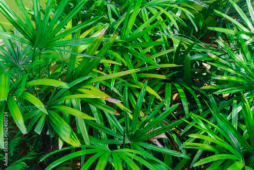 Fresh and green bamboo palm leaves plants or lady palm bush, rhapis excelsa photo