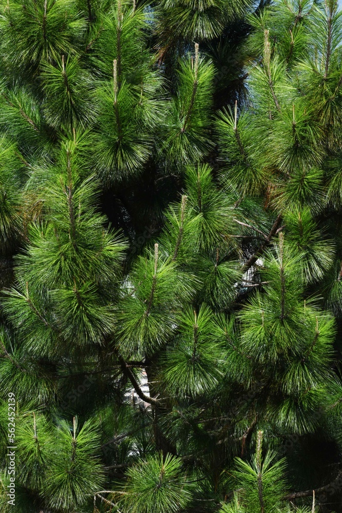 Obraz premium Ramas de pino esponjoso de cerca. abeto verde. textura de pino ramas