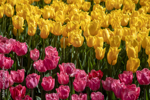 Canvas Print Many yellow and pink tulips in the garden