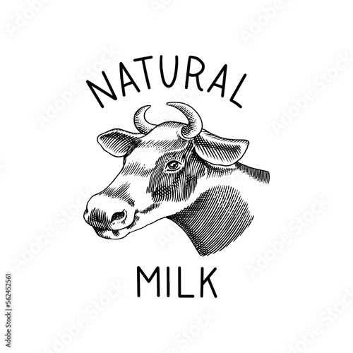 Milk label. Cow with horns. Vintage logo for shop. Cattle Badge for t-shirts. Hand Drawn engrave sketch. Vector illustration.