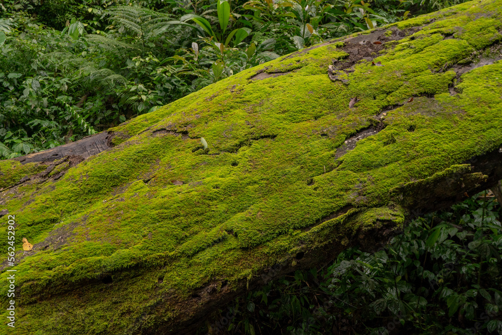 The moss surface on the tree branch when rainy season. The photo is suitable to use for adventure content media, nature poster and forest background. The moss surface on the tree branch when rainy season. The photo is suitable to use for adventure content media, nature poster and forest background.