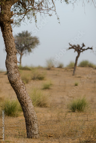 tree in the desert