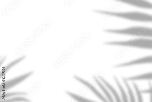 Palm leaf natural shadow overlay effect on white texture background, for overlay on product presentation, backdrop and mockup
