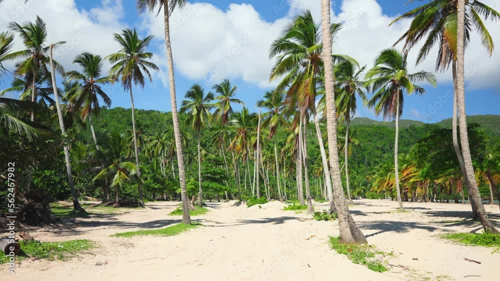 Amazing natural beach with palm trees and clear blue sky with white clouds on a sunny day. Summer vacation travel holiday background concept. Ideal scenery for a relaxing holiday, Samana Island. Amazing natural beach with palm trees and clear blue sky with white clouds on a sunny day. Summer vacation travel holiday background concept. Ideal scenery for a relaxing holiday, Samana Island.