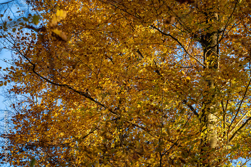 The colorful autumn forest with golden yellow leaves