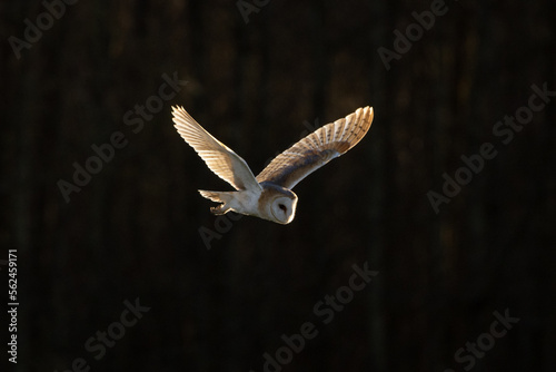 Barn Owl flying in the sky