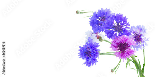 Fototapeta Naklejka Na Ścianę i Meble -  Blue cornflowers
