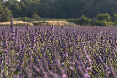 lavender field Provence region