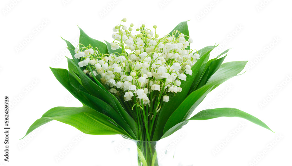 Obraz premium Lilly of valley