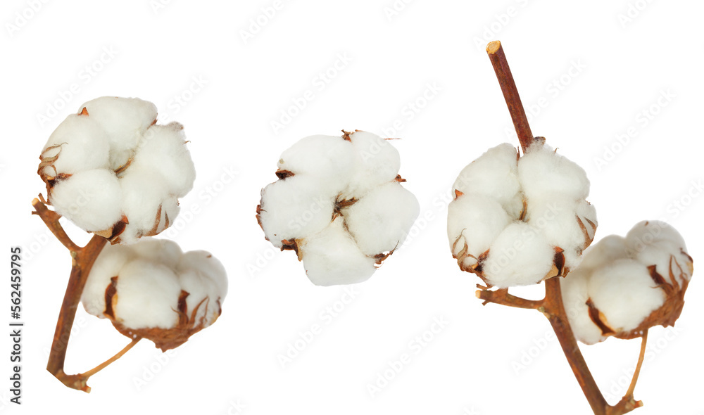 Cotton plant over white background - obrazy, fototapety, plakaty 