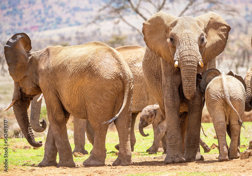 African elephants are the largest animals walking the Earth. Their herds wander through 37 countries in Africa. 