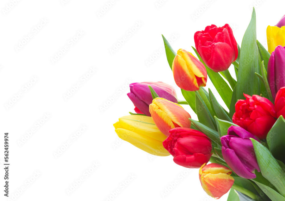 bouquet of  yellow, purple and red  tulips