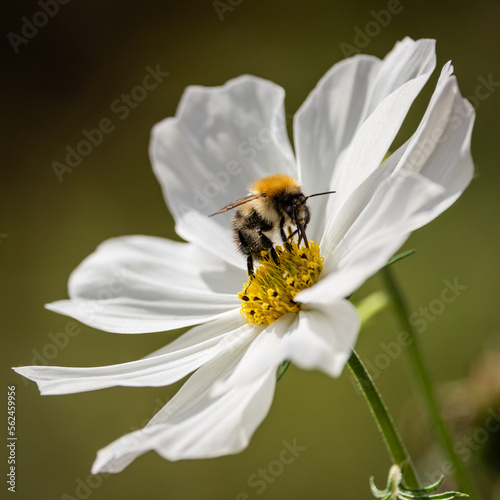 Bee collecting pollen on flower