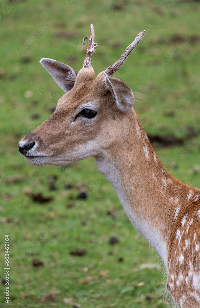 Fototapeta premium Young deer close up with small horns in a field of grass, looking like bambi.