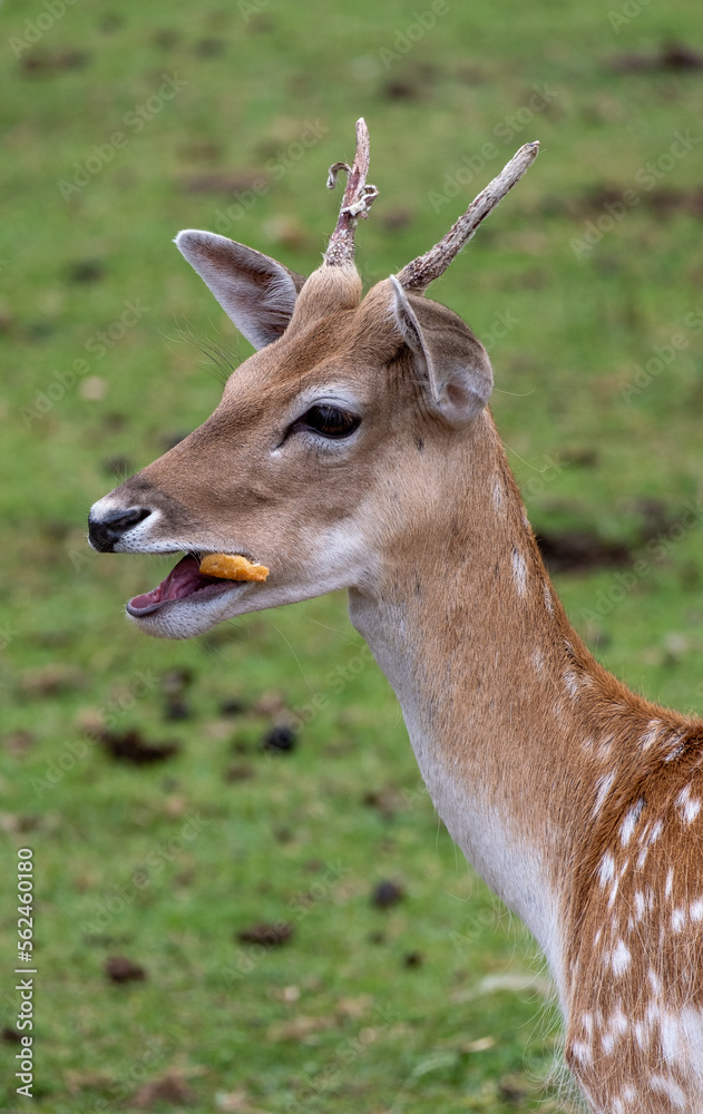 Obraz premium Young deer close up with small horns in a field of grass, looking like bambi.
