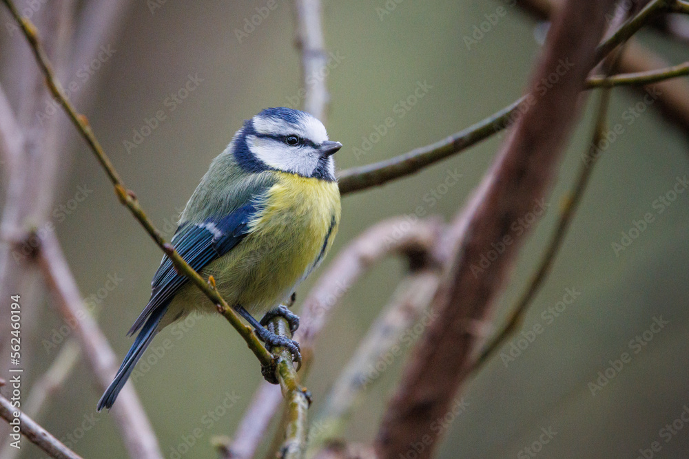 Fototapeta premium Blue tit perched on a branch