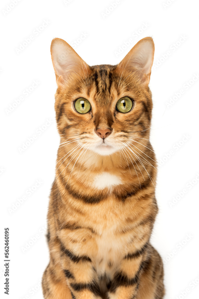 Studio shooting of Bengal cats, white background