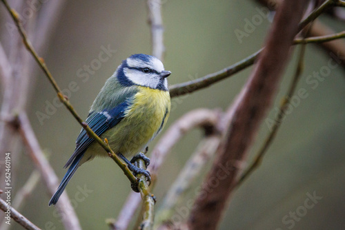 Blue tit perched on a branch