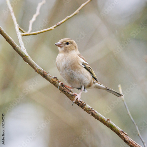 female chaffinch perched on a branch