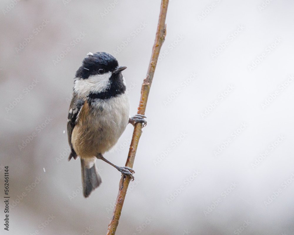 Obraz premium Coal tit perched on a branch