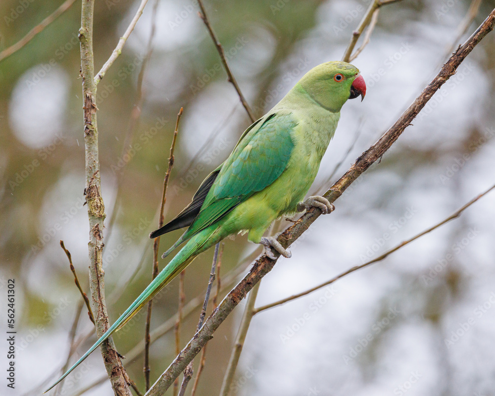 ring necked parakeet perched on a branch ring necked parakeet perched on a branch
