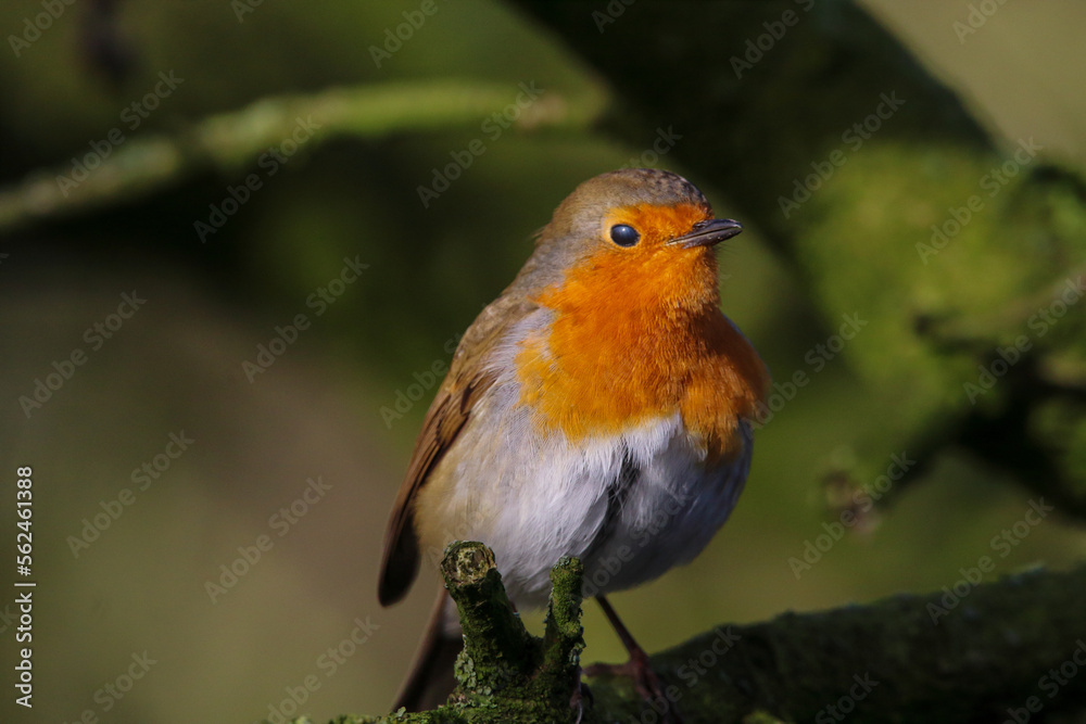 A Robin bird playing in the snow at a Nature Reserve. This photo was taken at a Reserve in Preston. A Robin bird playing in the snow at a Nature Reserve. This photo was taken at a Reserve in Preston.