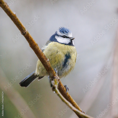 Blue tit perched on a branch