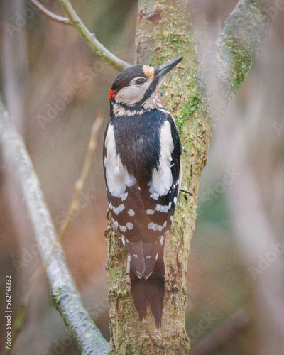 greater spotted woodpecker on tree