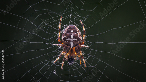 spider on the web