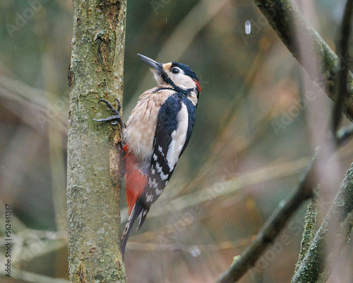 greater spotted woodpecker on tree