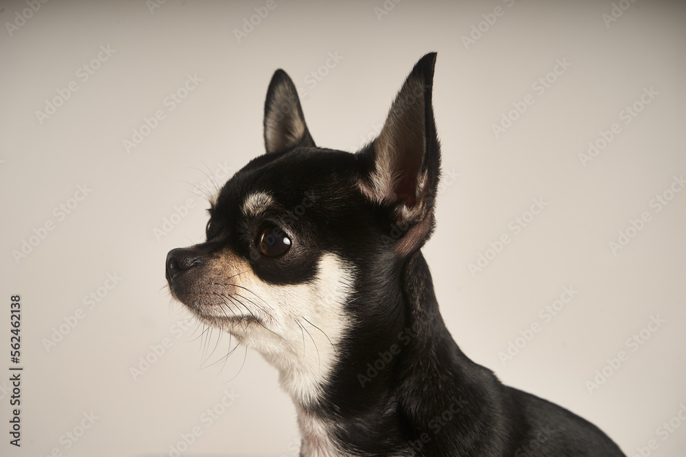 Retrato de chihuahua negro sobre fondo blanco Retrato de chihuahua negro sobre fondo blanco