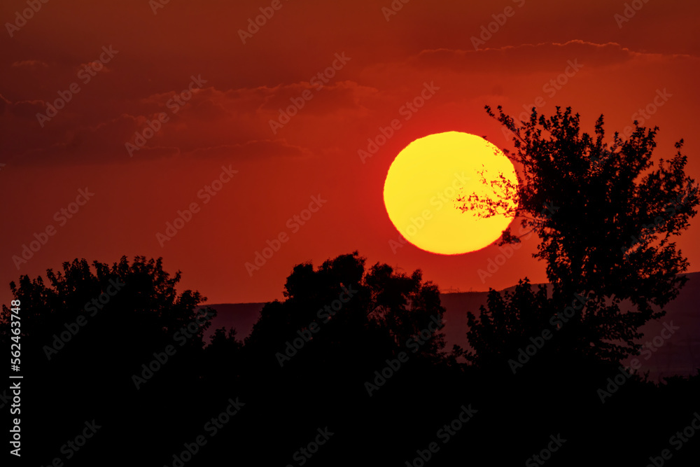 sunset with yellow sun and tree 