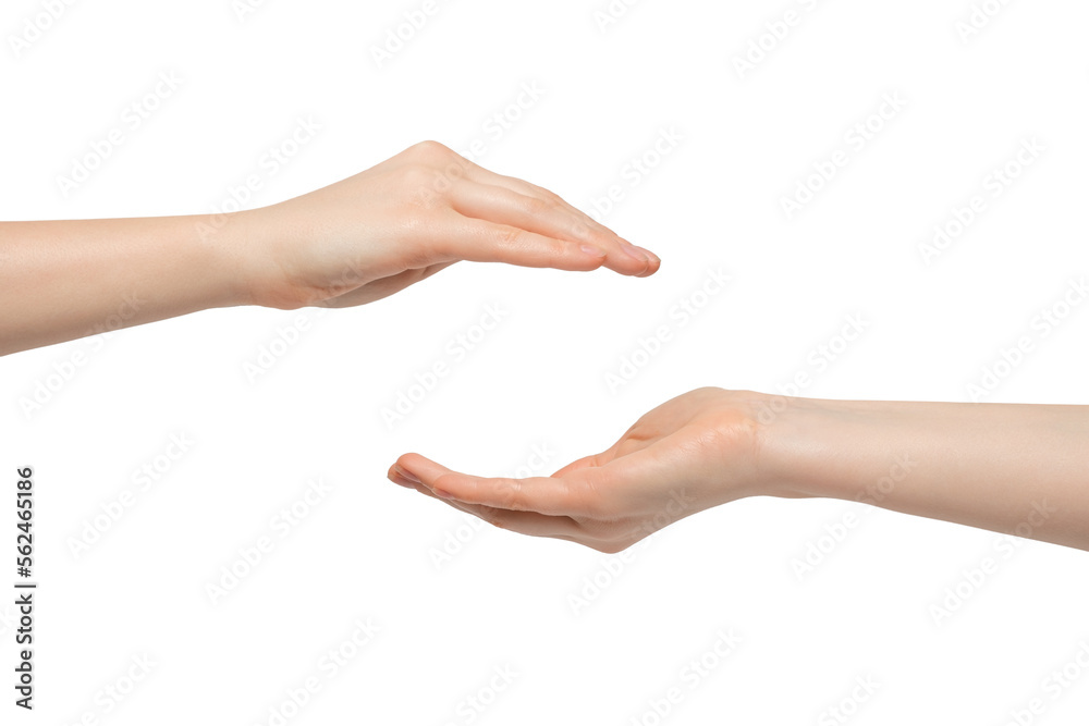 A woman's hand with a palm up and down. A woman's hand with a palm up and down.